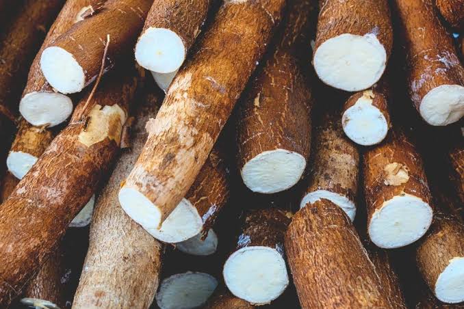 Harvested cassava roots