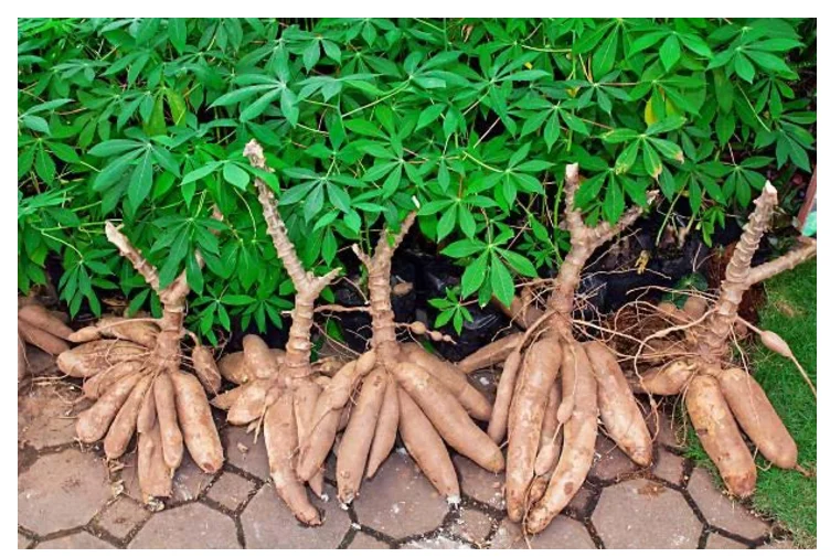 Fresh Cassava Roots